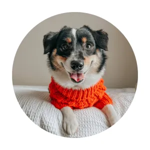 Sassy Woof Dog Cable Knit Sweater Orange | Cozy Pet Sweater | Knit Dog Sweater