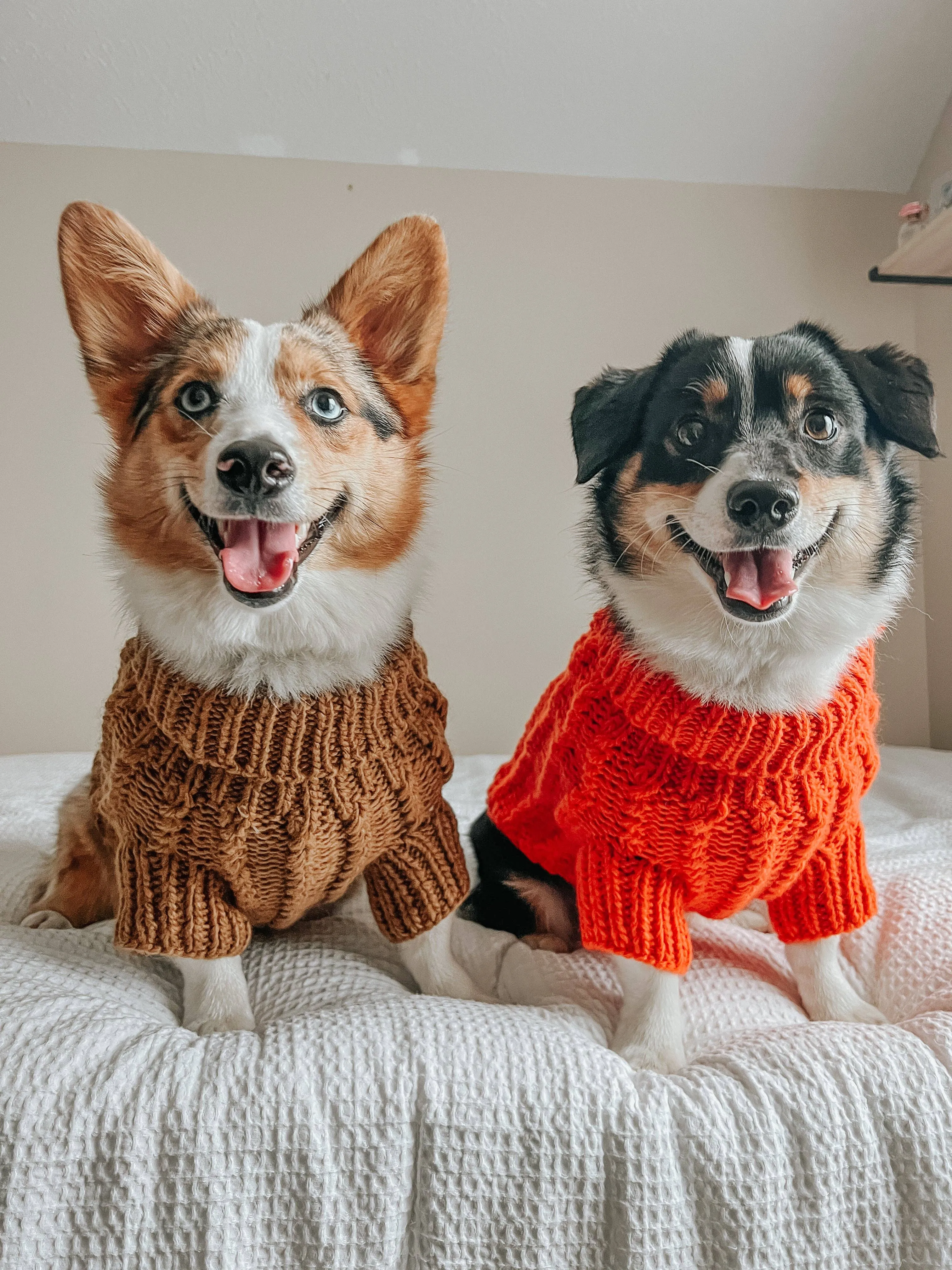 Sassy Woof Dog Cable Knit Sweater Orange | Cozy Pet Sweater | Knit Dog Sweater