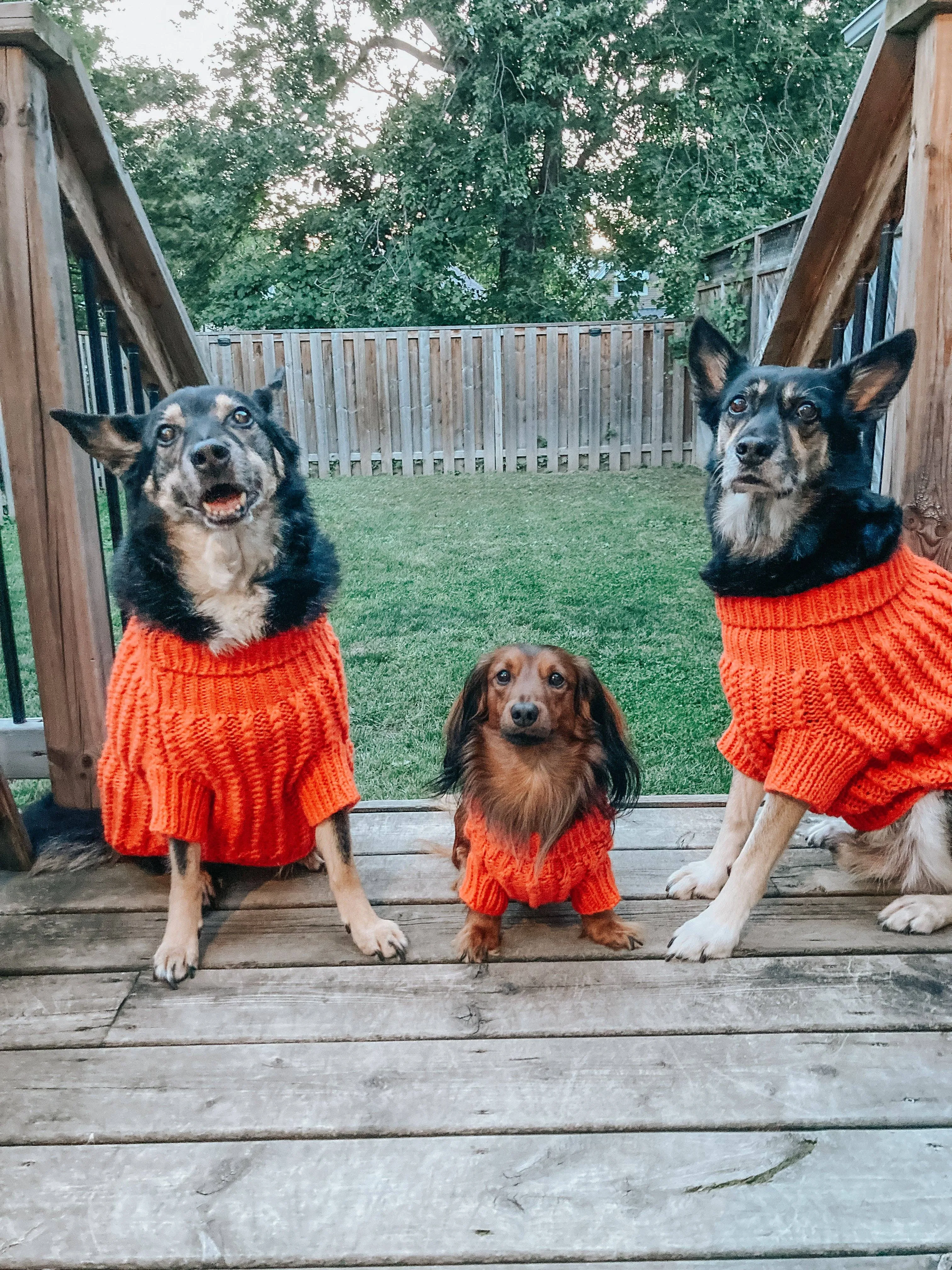 Sassy Woof Dog Cable Knit Sweater Orange | Cozy Pet Sweater | Knit Dog Sweater