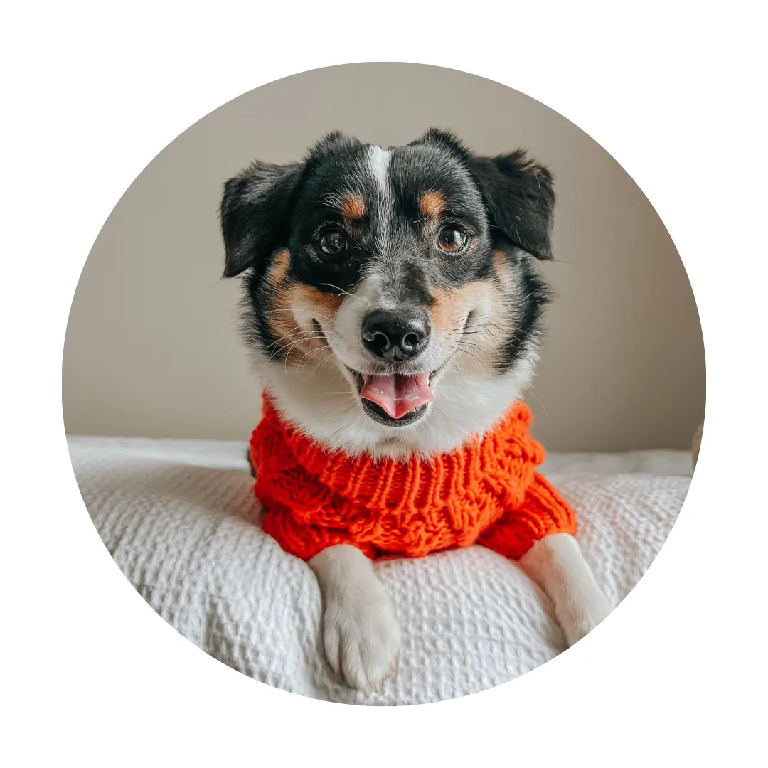 Sassy Woof Dog Cable Knit Sweater Orange | Cozy Pet Sweater | Knit Dog Sweater