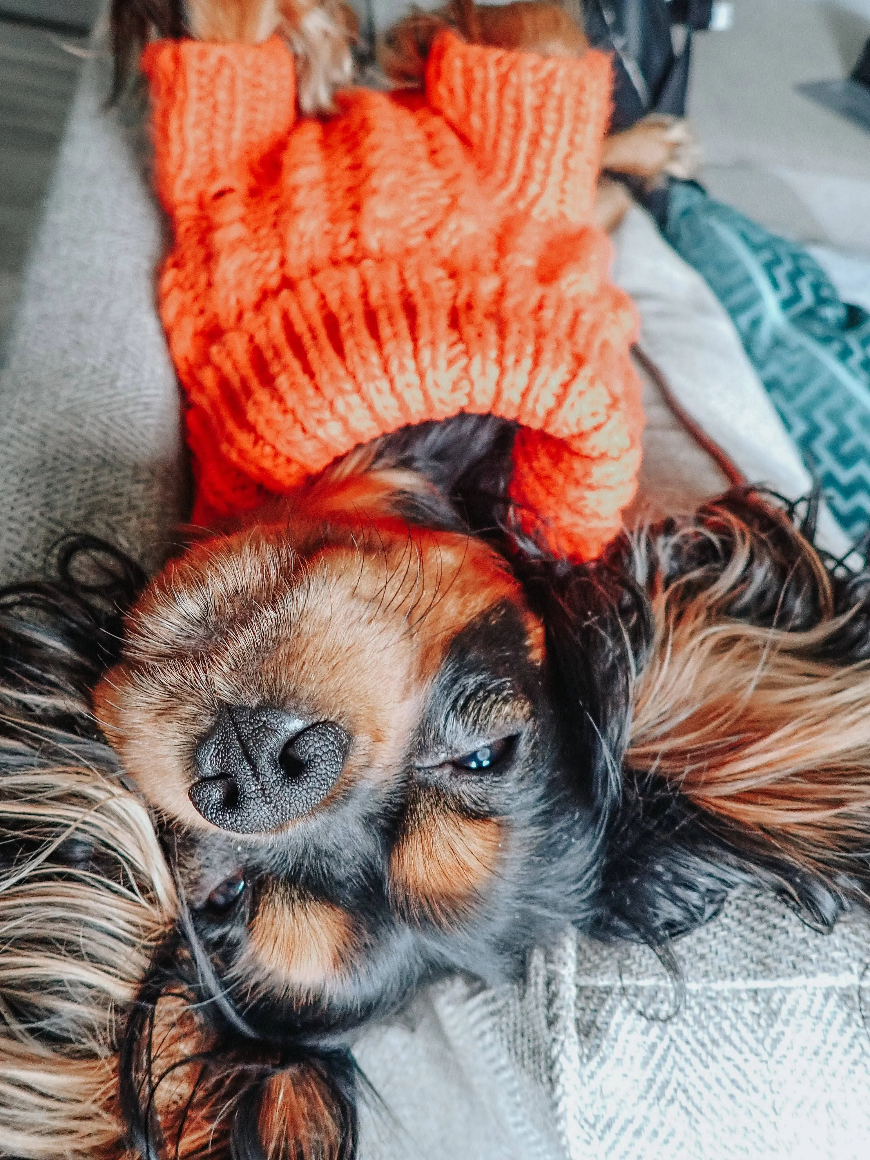 Sassy Woof Dog Cable Knit Sweater Orange | Cozy Pet Sweater | Knit Dog Sweater